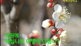 정원에 매실나무 어떻게 다듬나? #179사계전정학교 24  04 04