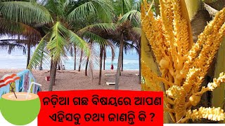 COCONUT TREE ||ନଡ଼ିଆ ଗଛର ଉପକାରିତା || Tree of life || Unknown Facts || Odia ||paida pani ra upakarita