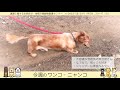 今週のワンコ・ニャンコ「ちーず」県庁ニュース vol.444 2021 12 06 mon.