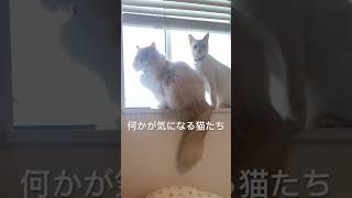 何かが気になる猫たち #ねこ #サイベリアン #サイベリアンのぷーちゃん #元野良猫 #保護猫 #赤ちゃんと猫 #多頭飼い