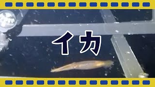 【駿河湾深海生物映像図鑑：番外編】影に隠れて姿が見えないイカ