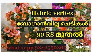 ബോഗാൻവില്ല ചെടികൾ 90Rs മുതൽ. hybrid verites available .what's app9846530865