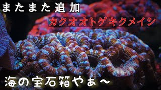 海水水槽）またまた追加！カクオオトゲキクメイシ