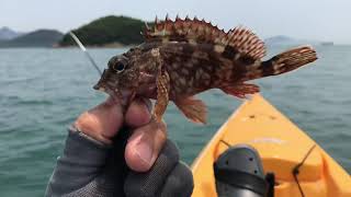 半天釣魚自由行：-化餌大軍來搞局，𩶘花牙尖能碎肉，膠蟲假物代作釣，目標魚中一鑊熟。