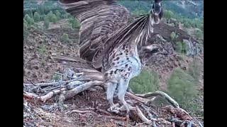 Unringed distinctively marked really dark female Osprey (RDF) visits Loch Arkaig nest 27 May 2021