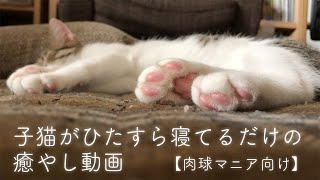 【肉球マニア向け】子猫がひたすら寝てるだけの癒やし動画