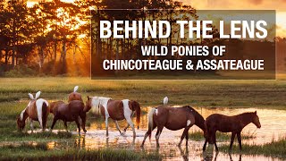 Behind the Lens - Wild Ponies of Chincoteague and Assateague