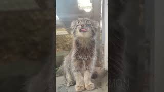 【マヌルネコ】可愛く食後のお手入れ中のナルくん#shorts #manul #pallascat #pallasscat #マヌルネコ