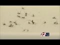 Mosquitoes test negative for West Nile