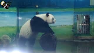 20190901 圓仔跟姐姐彪拔打水仗精華 The Giant Panda Yuan Zai