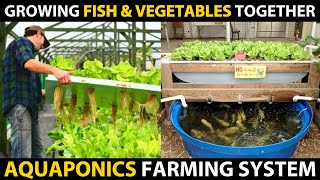 Growing Fish and Vegetables Together..! AQUAPONICS SYSTEMS | Aquaponic Farming Setup Beginners Guide