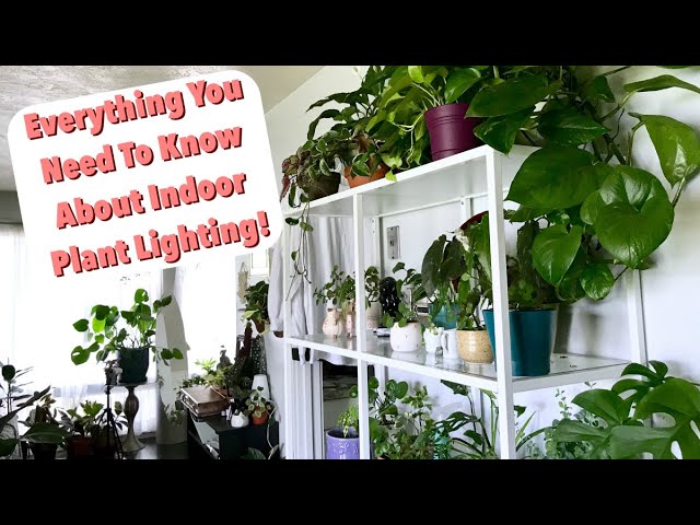 How To Increase Light In A Room For Plants | Homeminimalisite.com