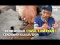 Cara Tanam Cendawan Sisir / Kukur yang mudah!