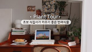 5년차 식집사가 알려주는 초보자도 키우기 쉬운 플랜테리어 식물 4가지 추천 Plant Tour🌿 | 아파트 플랜테리어 | 초보 식집사가 키우기 좋은 반려식물 🪴