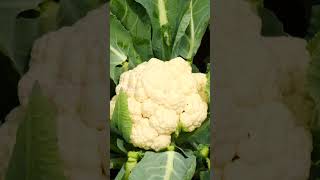 ఇలా పండించిన cauliflower 10 days అయినా పాడవదు #farming #vegetables #food # cauliflower