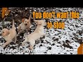 🐻 THE BEST, THE BEST video, absolutely! ☺️✨️#puppies go DARUDE #Teddy retriever puppies