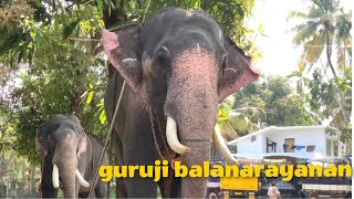 guruji balanarayanan/ഗുരുജി  ബാലനാരായണൻ #elephant #keralaelephants