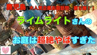 【多肉植物・ガーデニング】大人気企画鹿児島お庭訪問第５弾！ライムライトさんのお庭は超絶やばすぎた