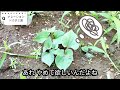 【雑草対策】皆様のお庭に生える雑草の種類で対策は変わります。