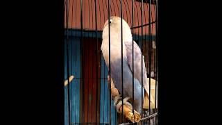 Lovebird # JAHANAM # ngekek 1 menit tanpa jeda..