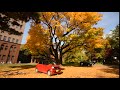 北海道大學銀杏雨 十一