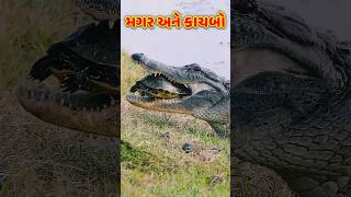 મગર અને કાચબો😱કાચબા નું કવચ😱મગર ના દાંત#shortsfeed#shorts#animals#crocodile#turtle#મગર#કાચબો#પ્રાણી