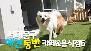 강아지랑 함께 오세요~ 서대문구 반려동물 동반 카페, 음식점 소개! #반려동물동반카페 #애견동반카페 #서울애견동반 with CLOVA Dubbing