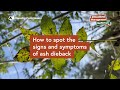 How to spot the signs and symptoms of ash dieback