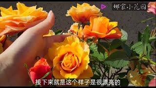 小花园里最靓的仔来了——艾帕索月季Here comes the most beautiful cub in the small garden - the Epasso Rose