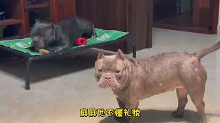 财哥是有多小气，怎么配有老婆？恶霸犬