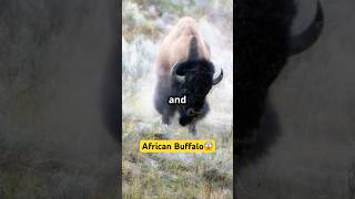 Meet the Mighty African Buffalo: Nature's Tank! #shorts #animals #facts #wildlife #nature #