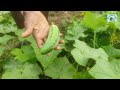 cucumber farming at the village land କାକୁଡ଼ି ଚାଷ କିପରି କରିବେ ଗାଁ ବିଲରେ cucumber vegitable