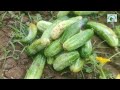 cucumber farming at the village land କାକୁଡ଼ି ଚାଷ କିପରି କରିବେ ଗାଁ ବିଲରେ cucumber vegitable