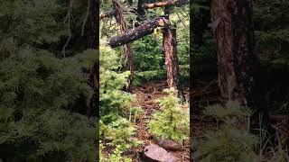 Patch Of Evergreen Sapling’s 🌲 🌲 🌲 #shorts #tree #nature #evergreen #explore #photography