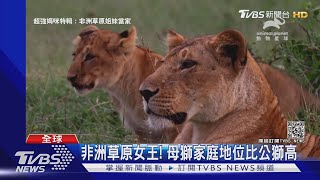 母親節快樂! 看動物家族女性如何當家作主｜TVBS新聞