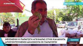 ΜΕΣΣΗΝΙΑ | Μειωμένη η παραγωγή αγκινάρας. Απογοητευμένοι δηλώνουν οι παραγωγοί