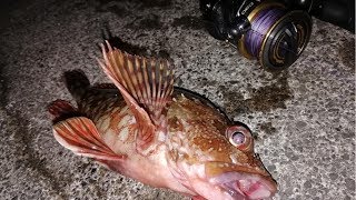 日本海で釣った巨大カサゴを刺身で喰らう