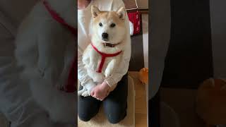 【可愛い】ちょうだいちょうだいをしておねだりする柴犬　#shorts