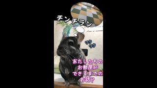 【ペット専用部屋／簡単リフォーム】現在のチラモル部屋が出来上がるまで STORY NO.7