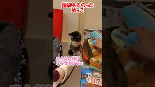 福袋をもらったぬっこ【保護猫】【コーイケルホンディエ】