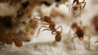 Trachymyrmex septentrionalis fungus close-up