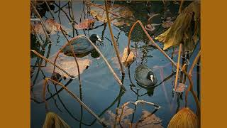 Eurasian coot (Fulica atra) 🌏