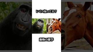 【いくつ知ってる？】動物雑学集#雑学 #動物 #どうぶつ #ゴリラ #虎 #ラッコ #いぬ #犬 #都市伝説 #gorilla #tiger #dog #shorts