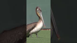 Pelican sighting in San Francisco! ⚾️ #MLB #baseball #giants #pelican
