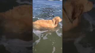 こんなに水が好きな犬いる？#ゴールデンレトリバー #goldenretriever