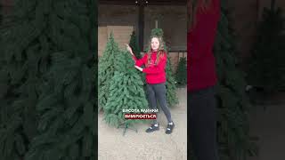 Відеоогляд лита суперзірка зелена висотою 1,5 м🌲#christmastreeshops