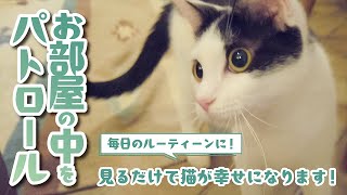 【保護猫紹介】脳性まひのある猫「クルル」