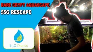 RARE CRYPTOCORYNE AQUASCAPE - Rescaping the 55G