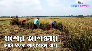 যশের আশঙ্কায় কাটা হচ্ছে আধাপাকা ধান। Yaas threatens half-grown crops