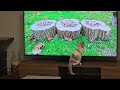 Cat Explores Video Games | Her Reaction Was Lowkey Funny! 😼